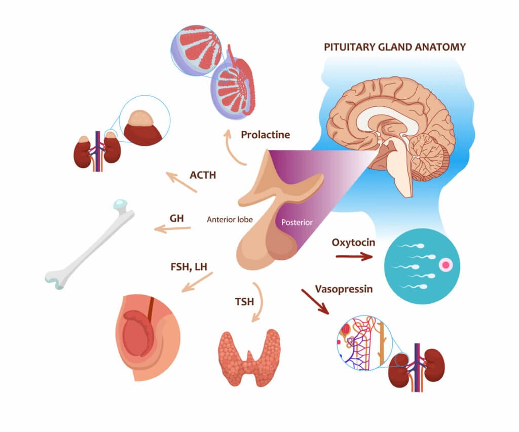 Endokrines System: Bekannte Drüsen, Funktionen und Hormone